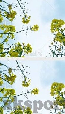 竞彩足球比分直播新浪网-竞彩足球比分直播新浪网,球迷的实时观赛新选择与深度解析
